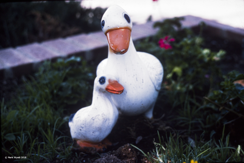 Ducks_1975_1k.jpg