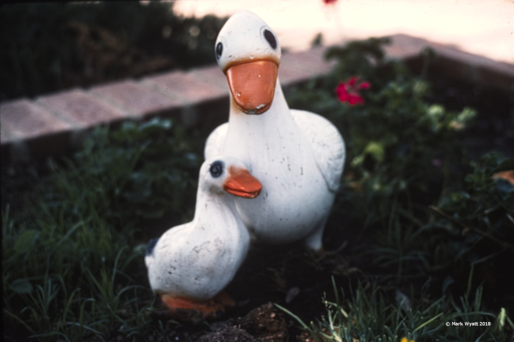 ducks_NoDurst_CC1k.jpg