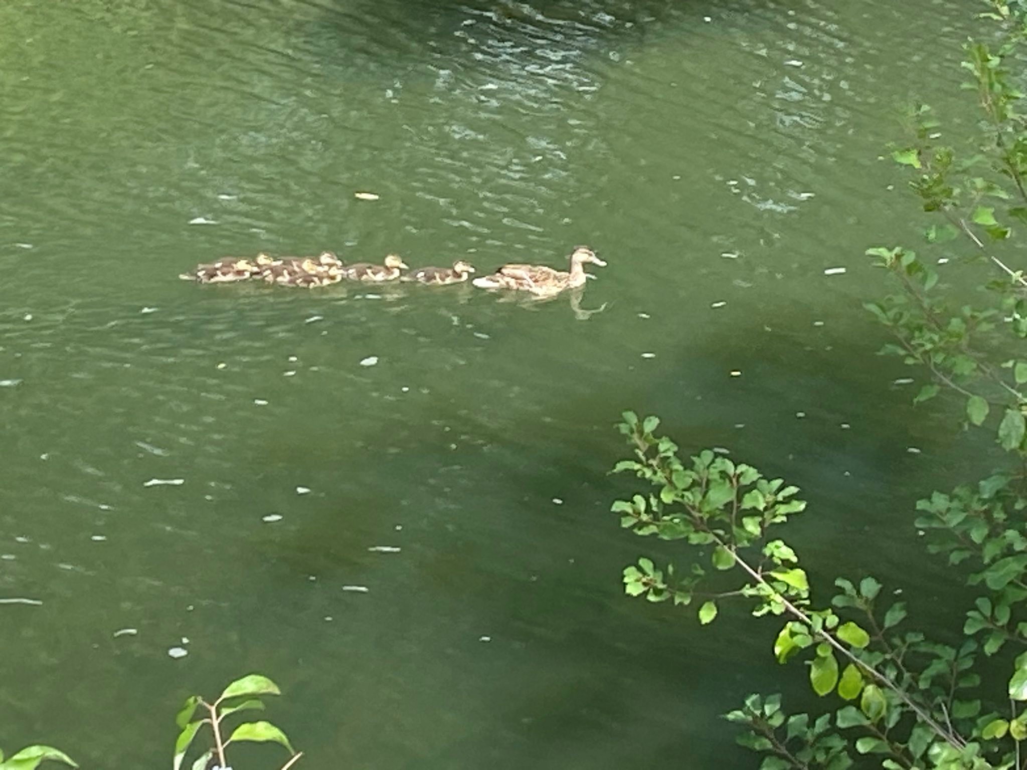 ducksinarow.jpg