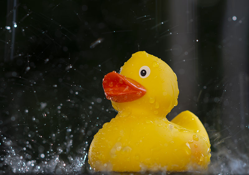 Ducky Rain2.jpg