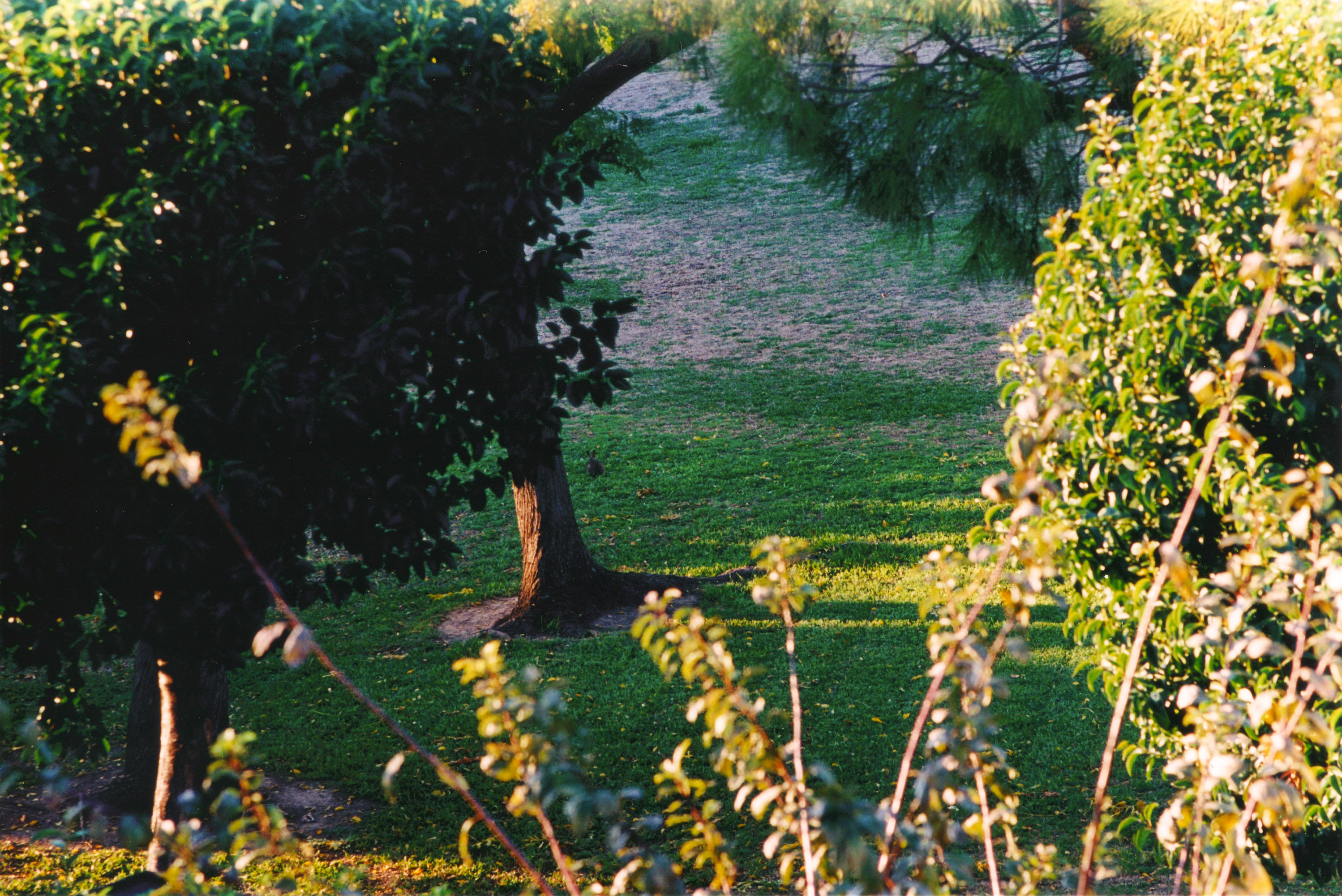 Ektar 100.JPG