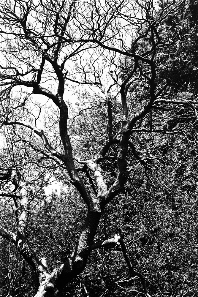 F2106_A028a.jpg
