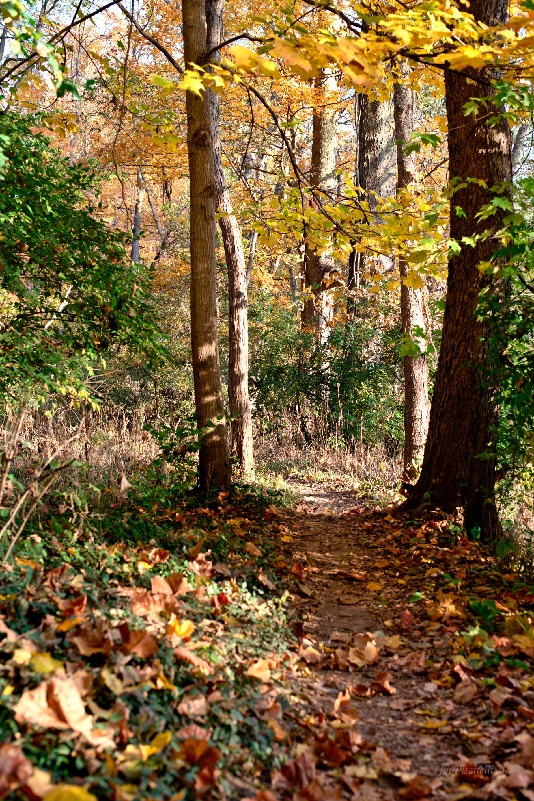 Fall trail.jpg