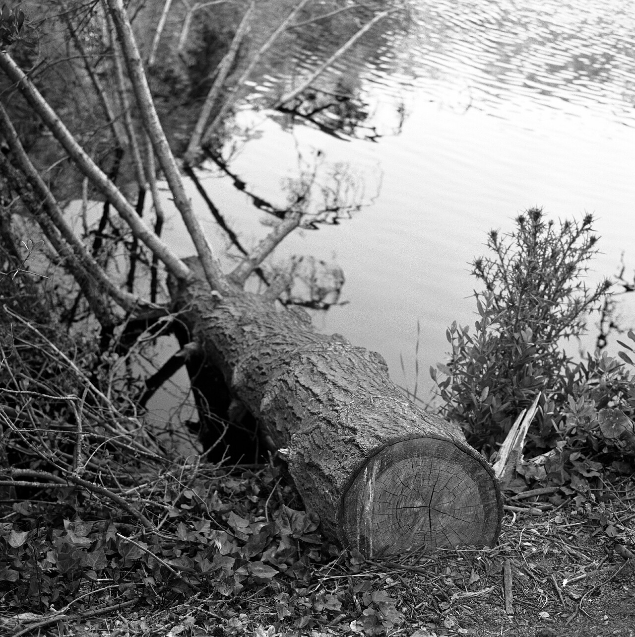 fallen-tree-2.jpg