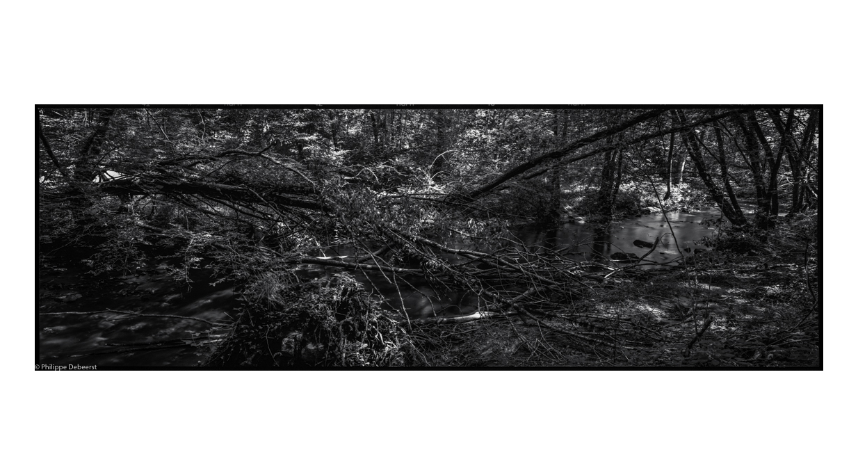 FALLEN TREES 01-2-2.JPG