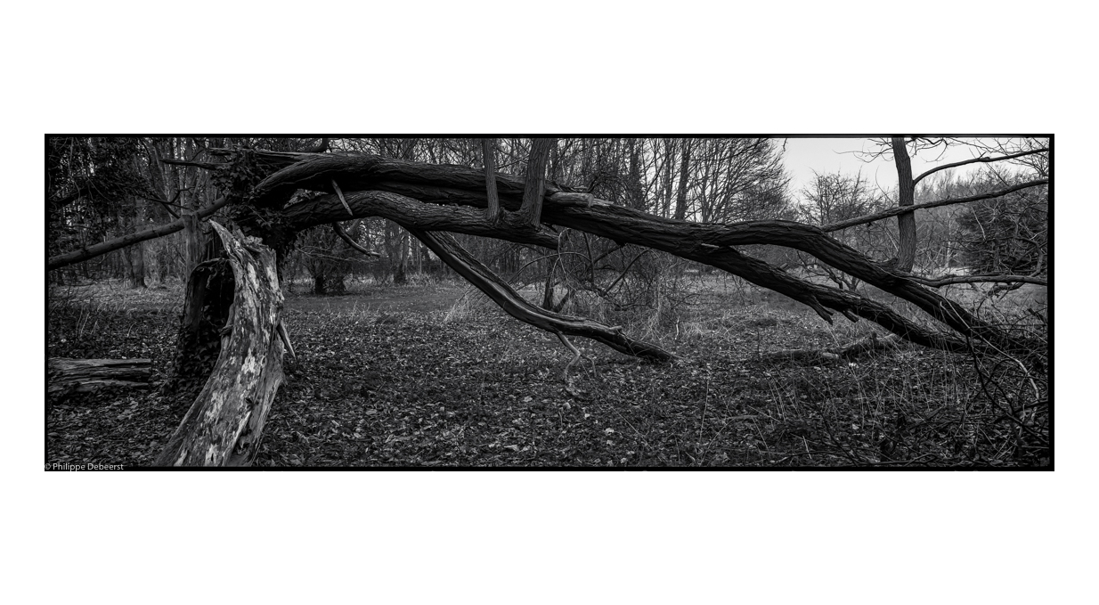 FALLEN TREES 01 s2.JPG