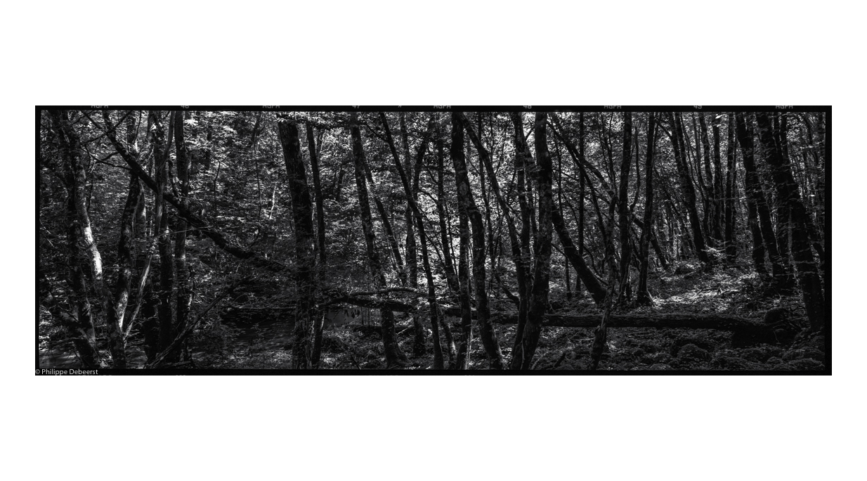 FALLEN TREES 02.JPG