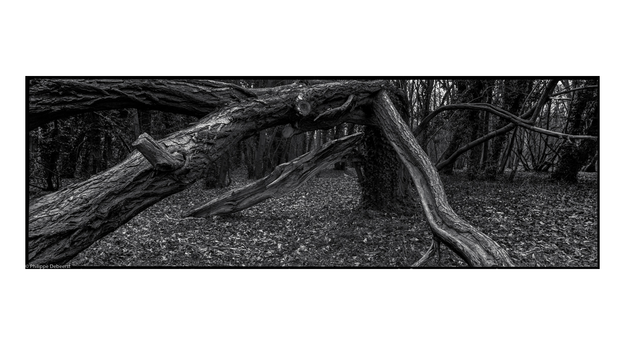 FALLEN TREES 02 s2.JPG