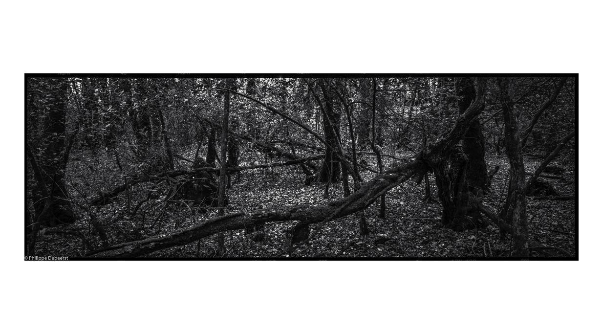 FALLEN TREES 03.JPG