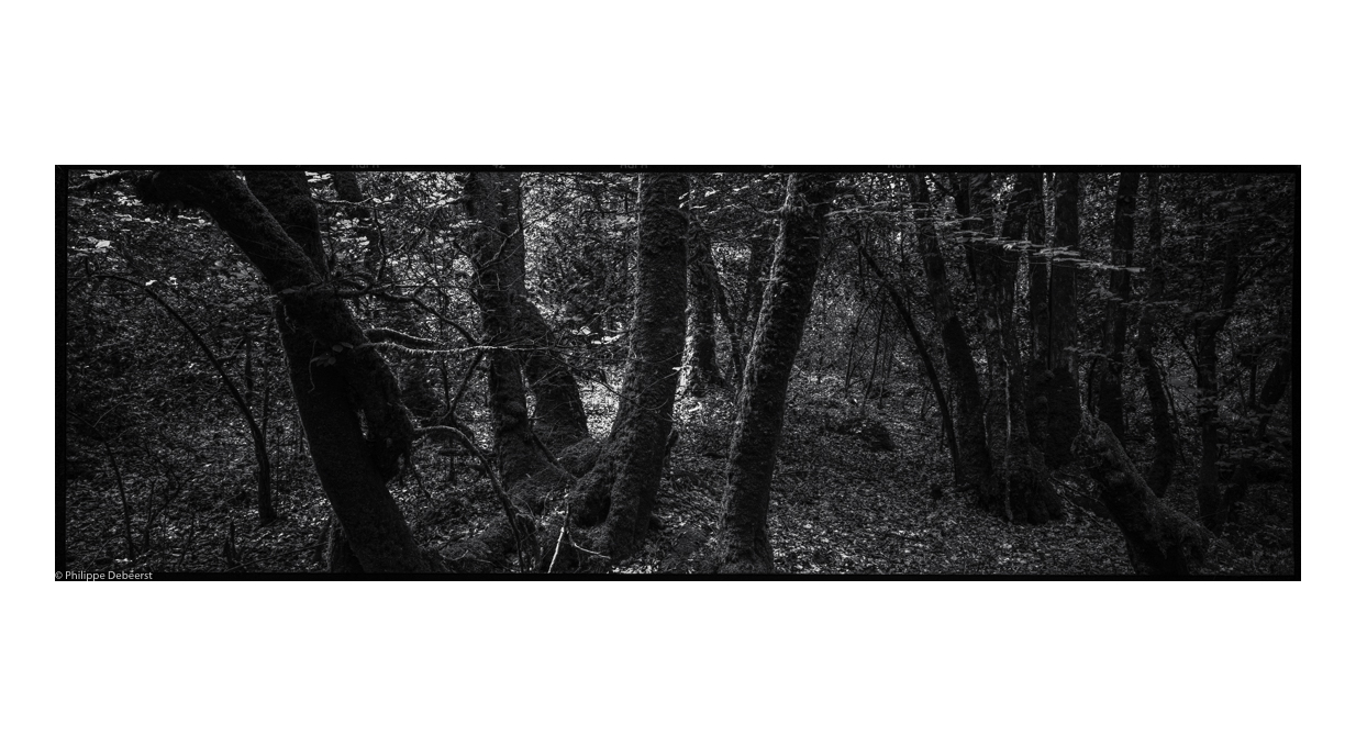 FALLEN TREES 04_.JPG