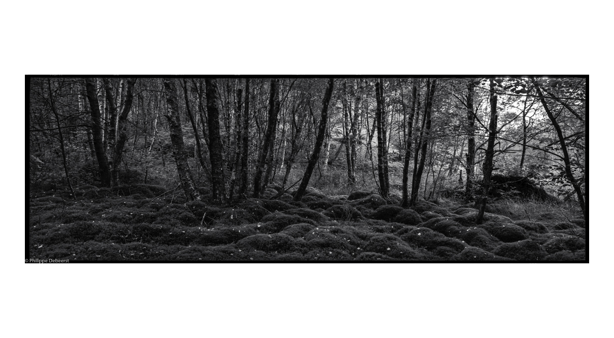 FALLEN TREES 06.JPG