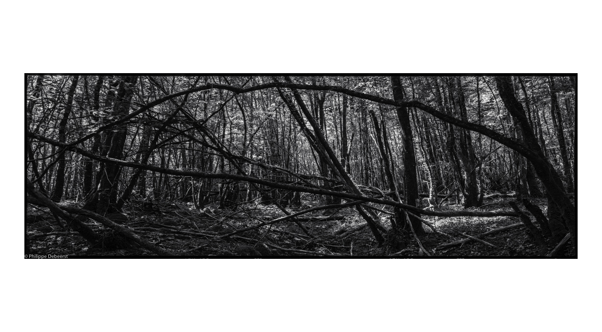 FALLEN TREES 07.JPG