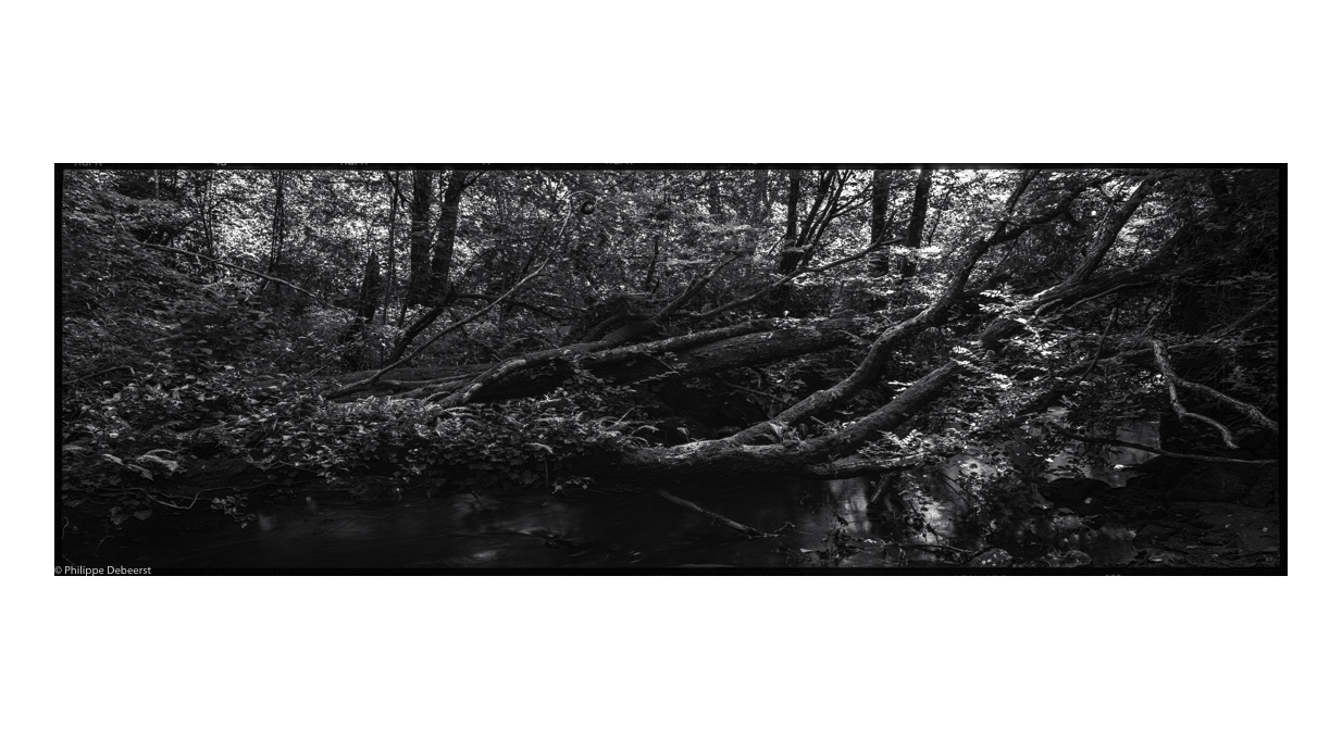 FALLEN TREES 09.JPG
