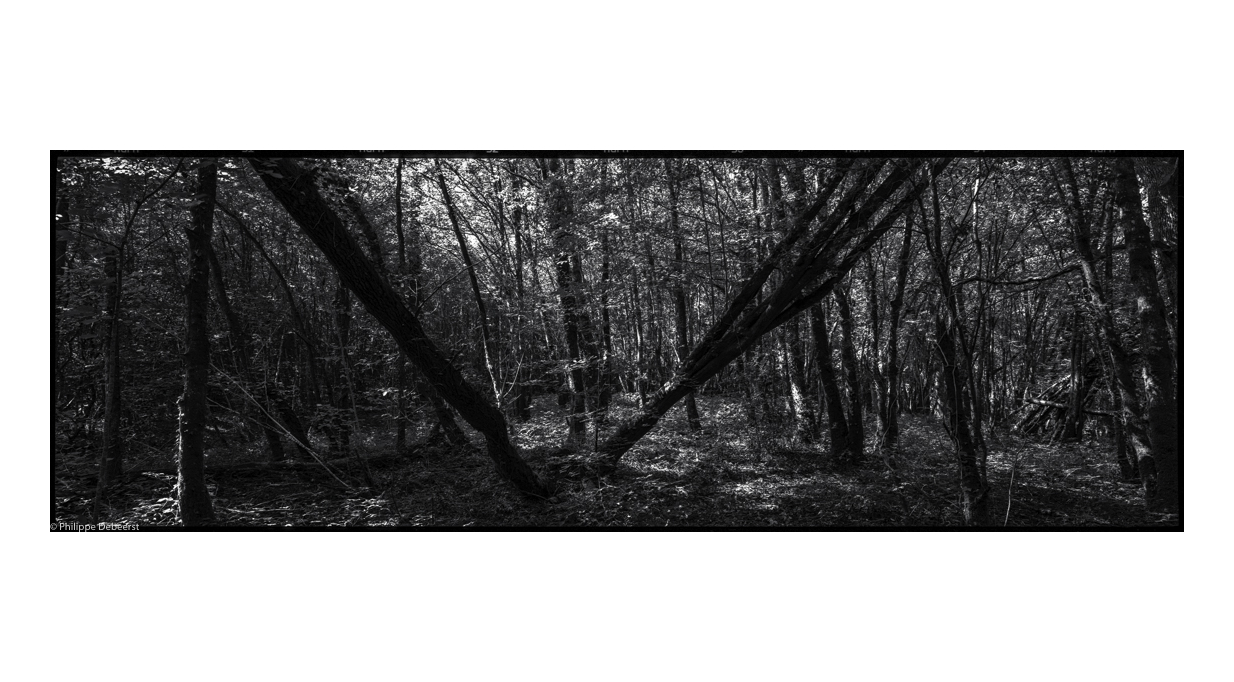 FALLEN TREES 10.JPG