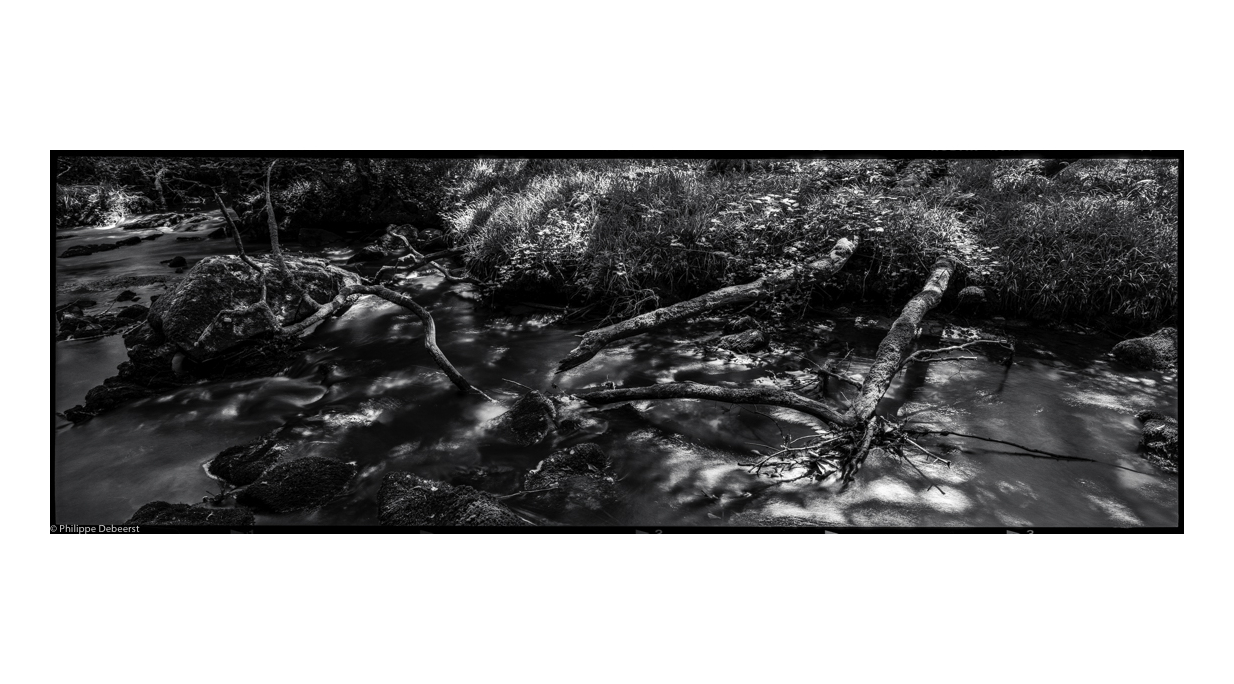 FALLEN TREES 11.JPG