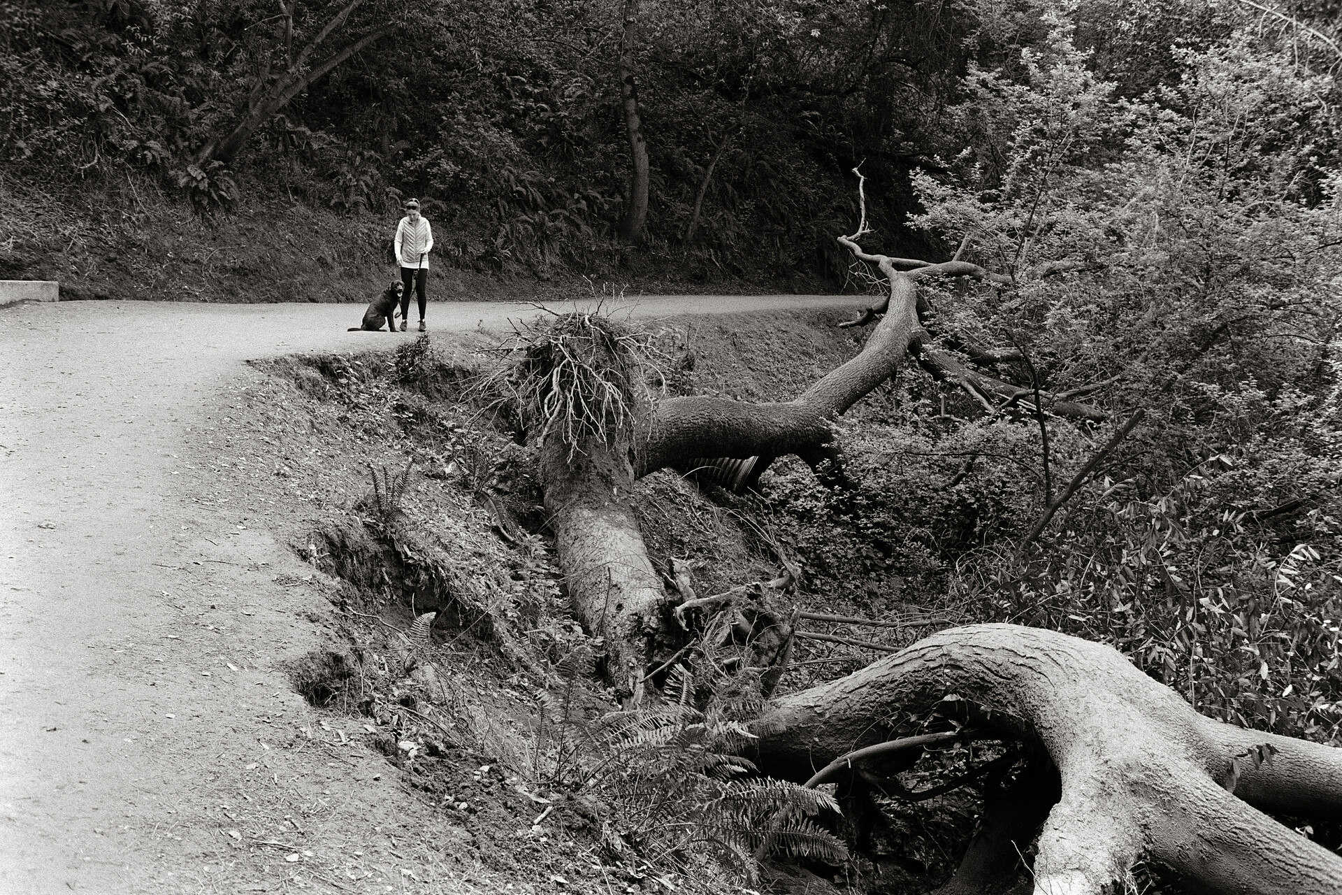 fallen-trunks.jpg