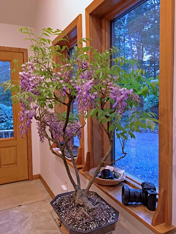 fb_iP9114_Wisteria020_25Mar2020_iii.jpg