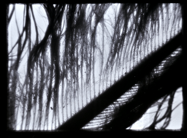 feathers.jpg
