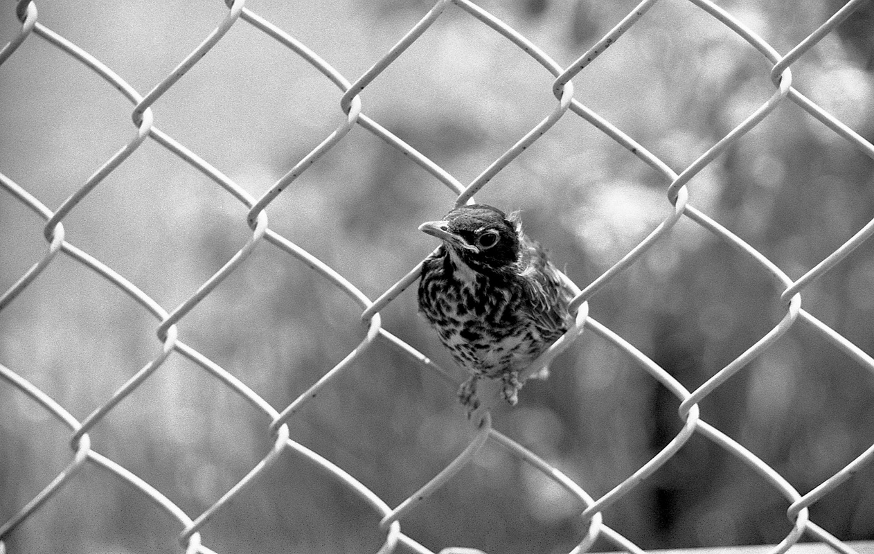 fence bird.jpg