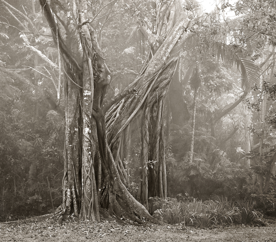 ficus tree.jpg