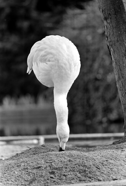 Flamingo Luisenpark Headstand.jpg
