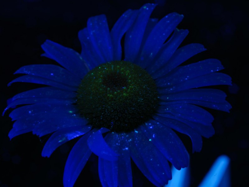 Flower 1.JPG