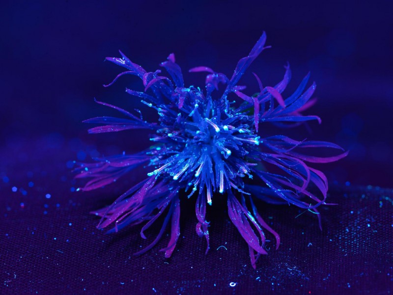 Flower 4.JPG