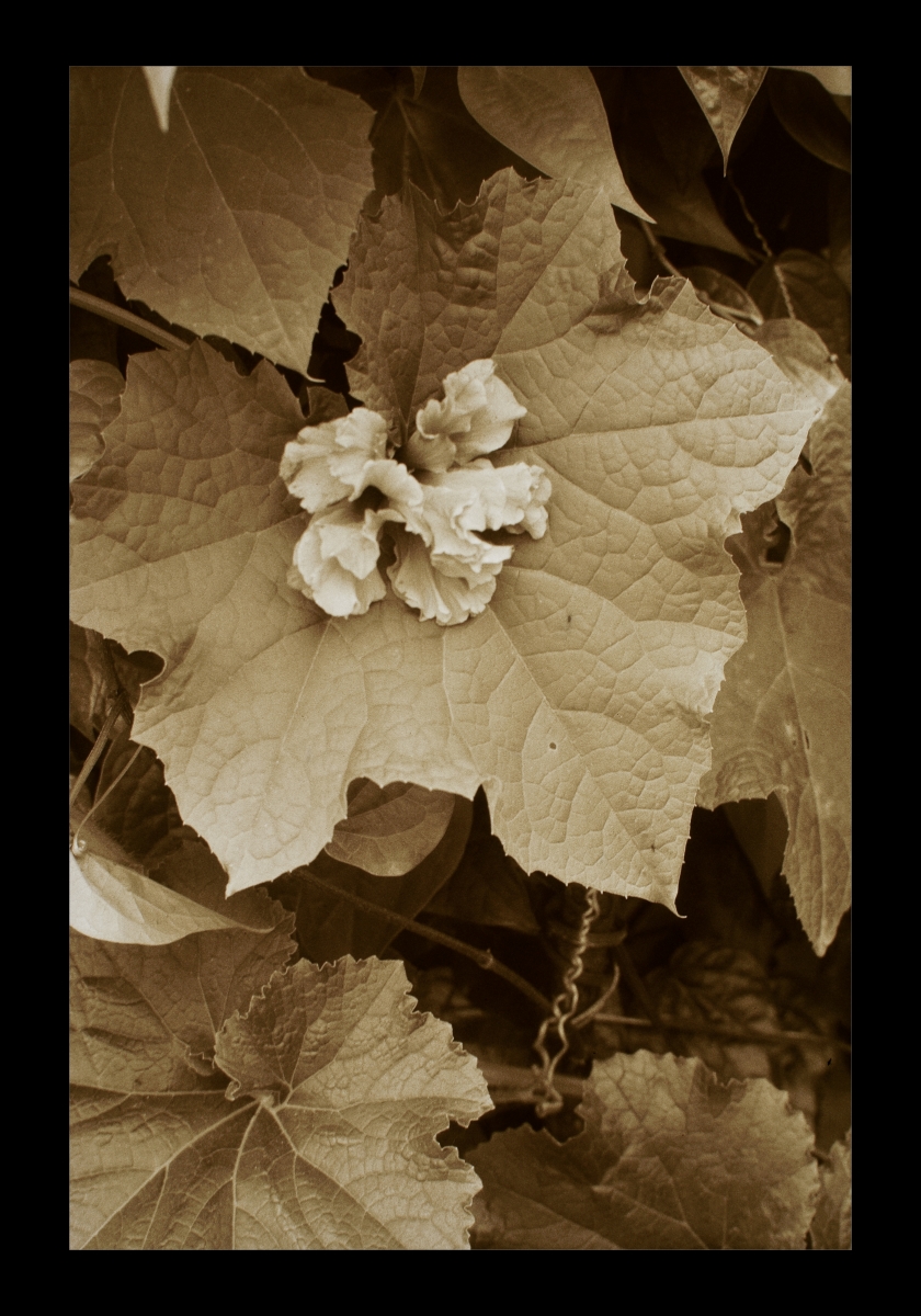 Flower-4.jpg