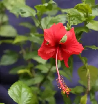 Flower-digital.png