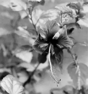 Flower-ilford ortho plus.png