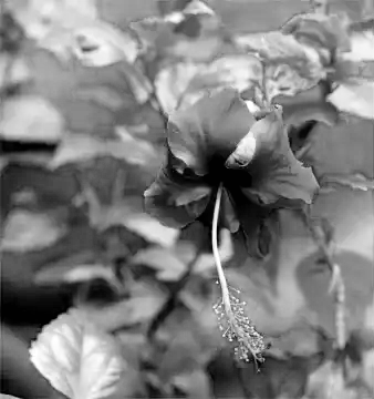 Flower-ilford ortho plus-simulated.png