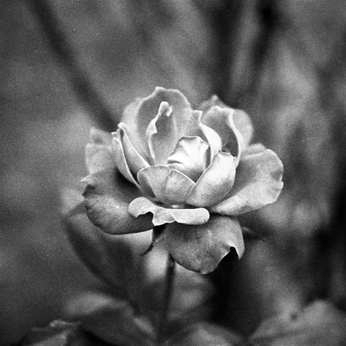 Flower Resized.jpg