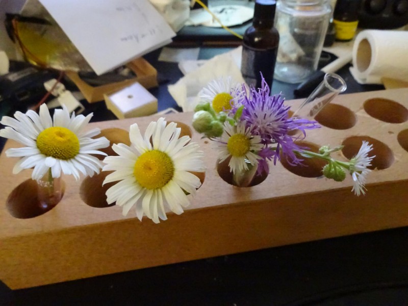 Flowers.JPG
