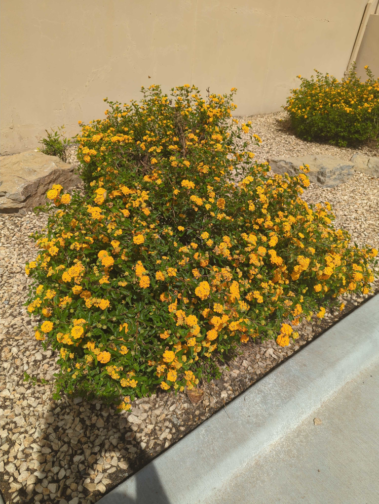 Flowers.jpg