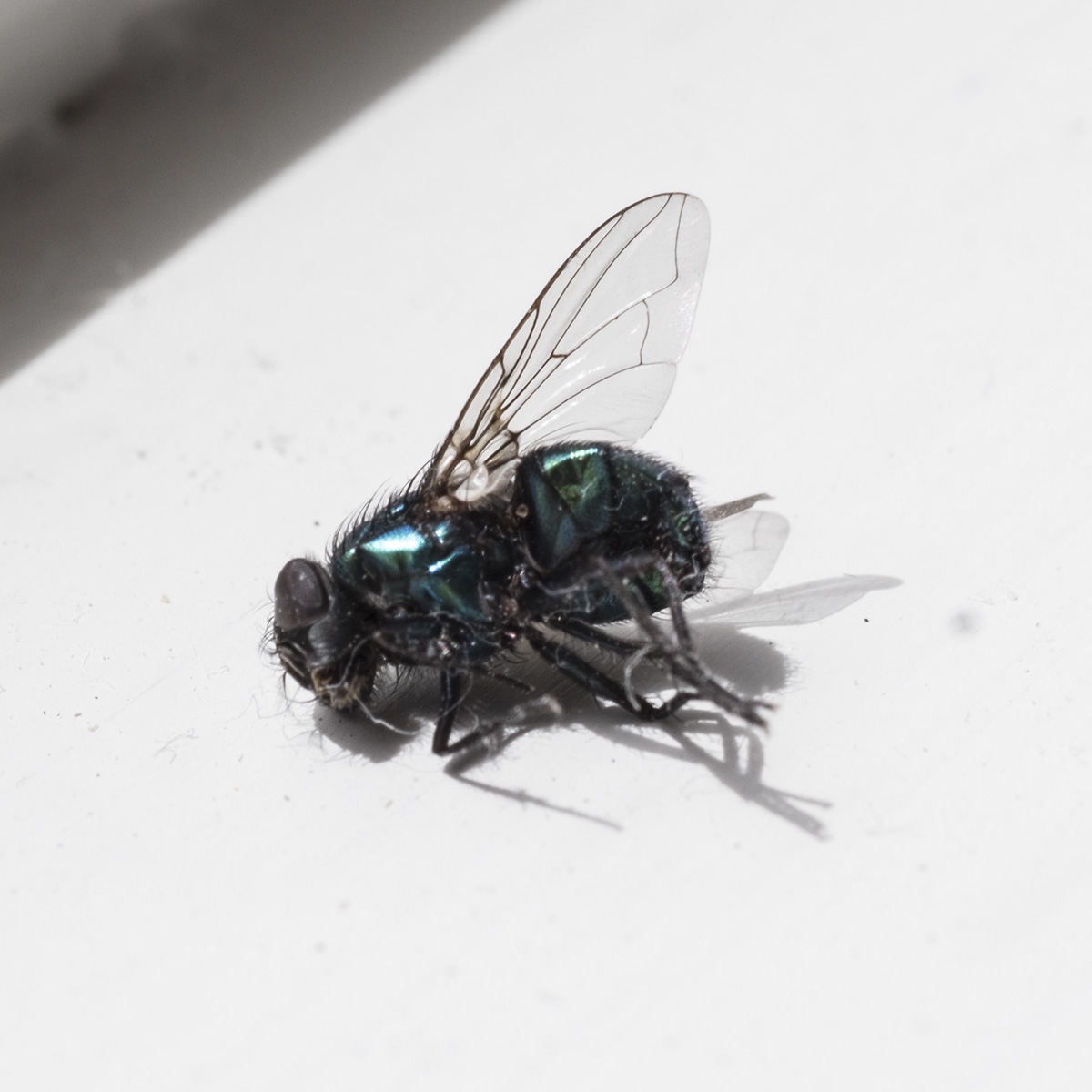 Fly.jpg