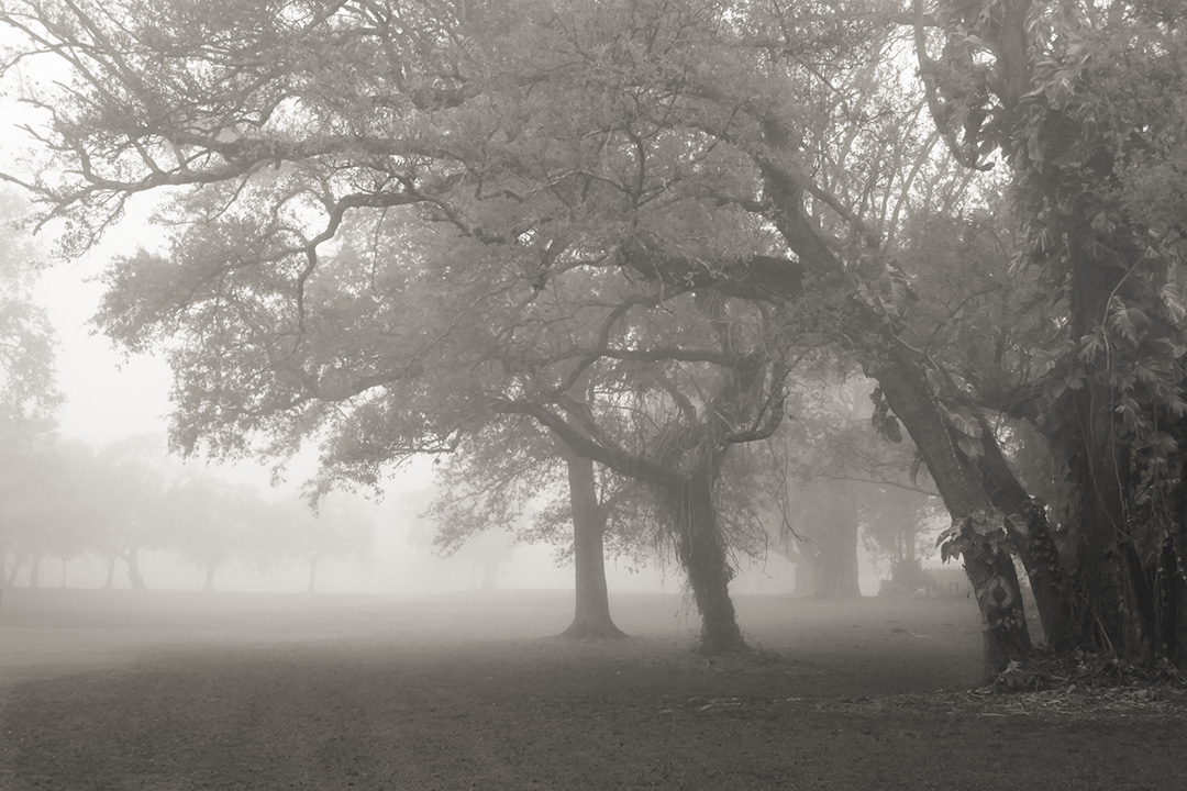 foggy-morning.jpg