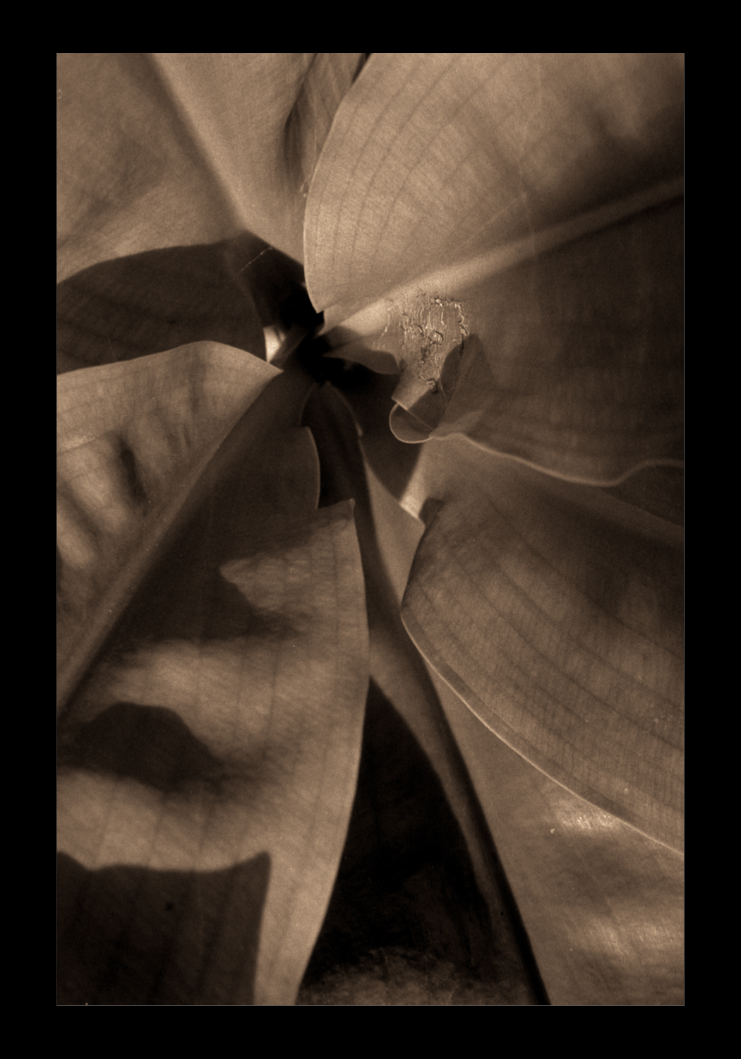 Foliage_July2021_1.jpg