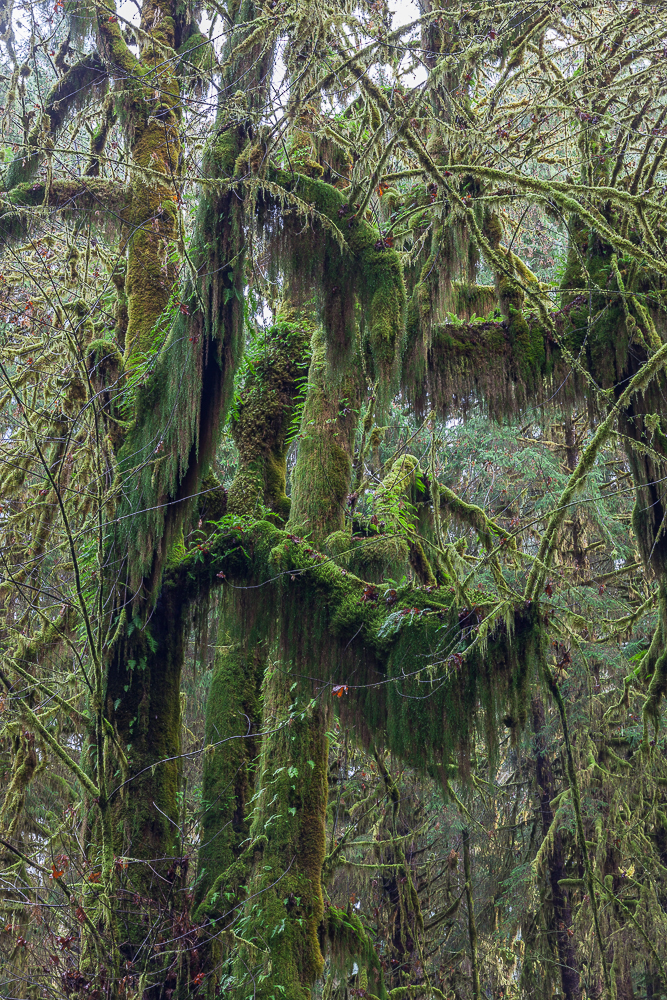Forest Creature.jpg