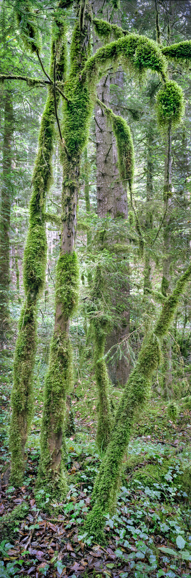 Forest Enchanteeb.jpg
