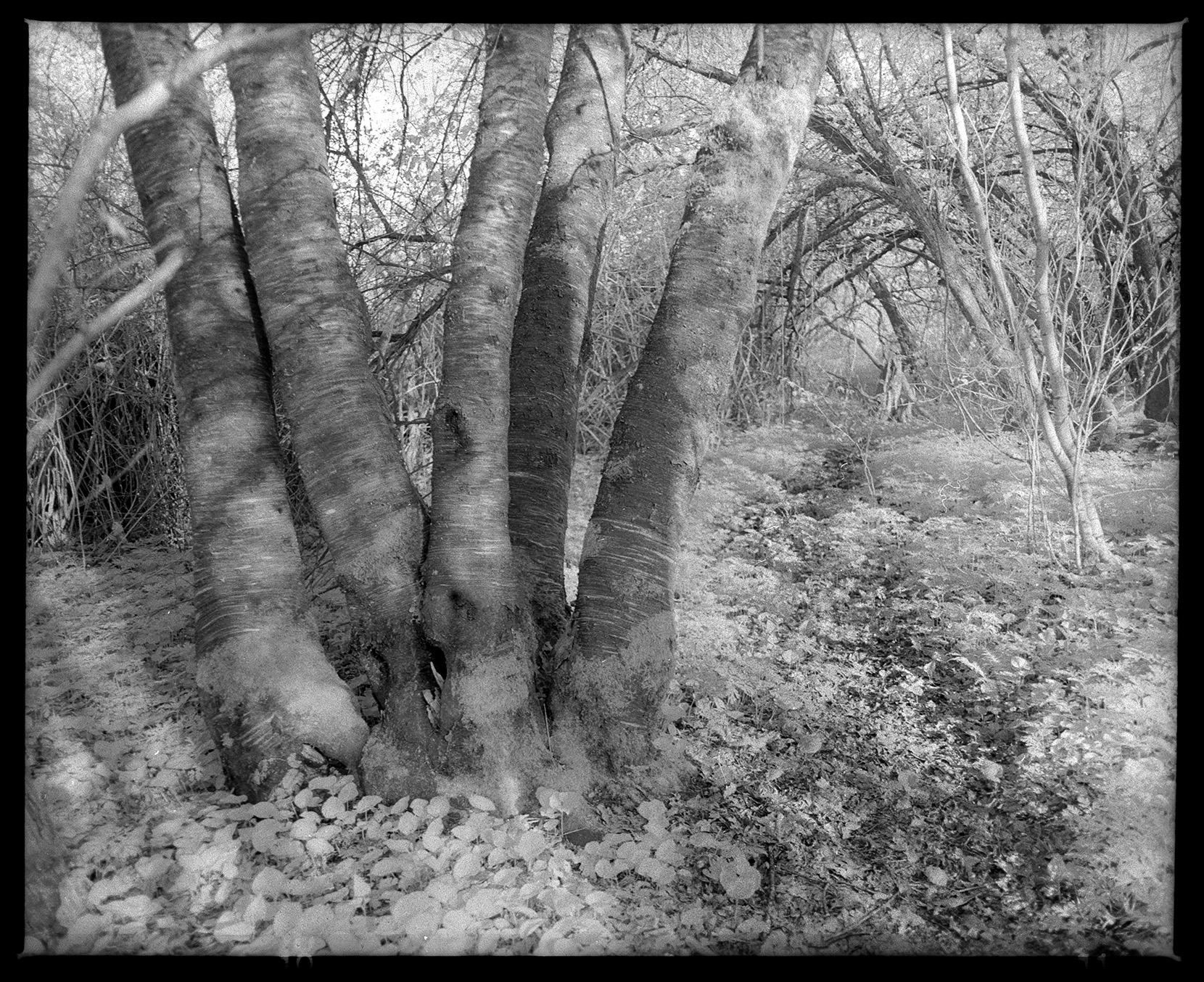 ForestTree_720.jpg