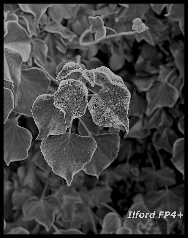 FP4+-copy medium 633x800.jpg