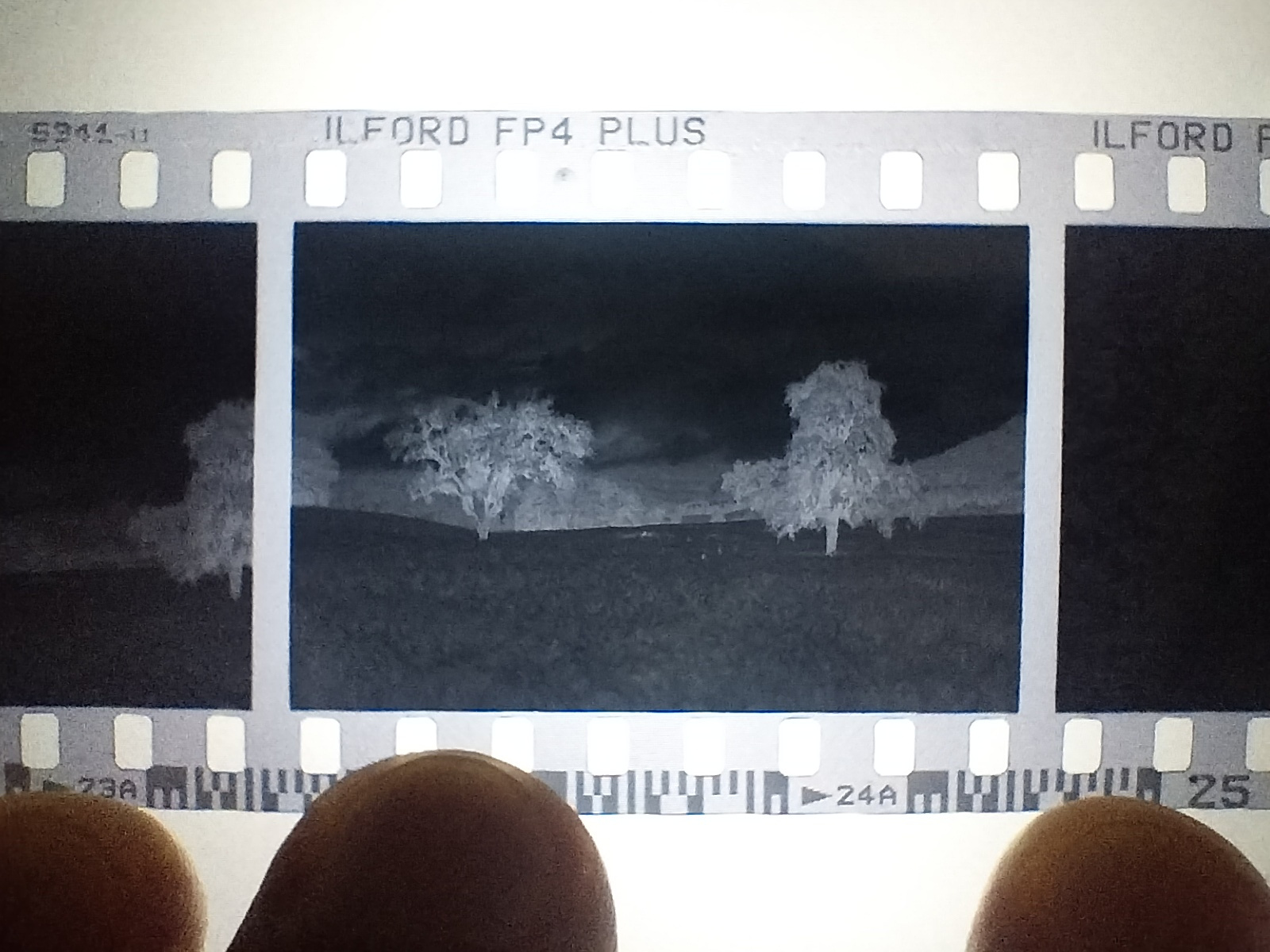 fp4_hc110b_9min_trees_closeup.jpg