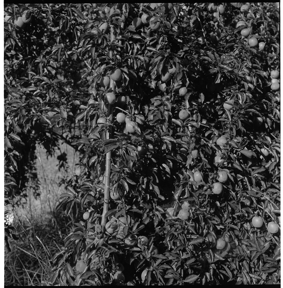 FX-55.VS.Xtol.2.jpg