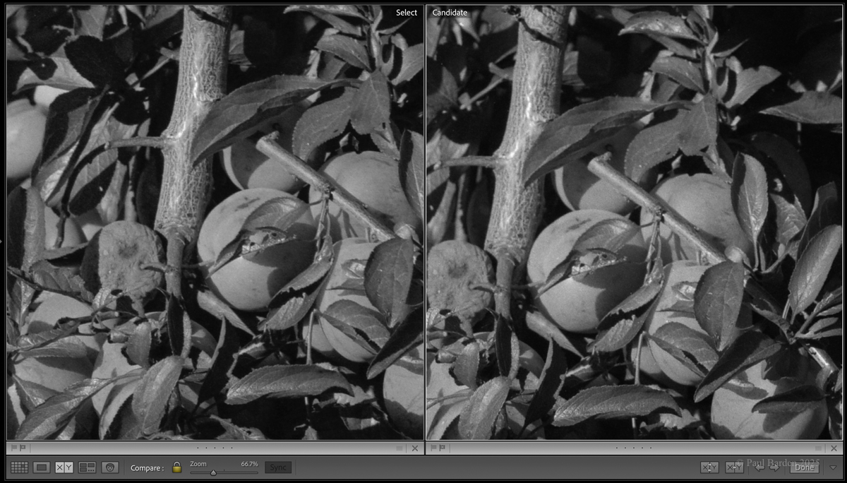 FX-55.VS.Xtol.jpg