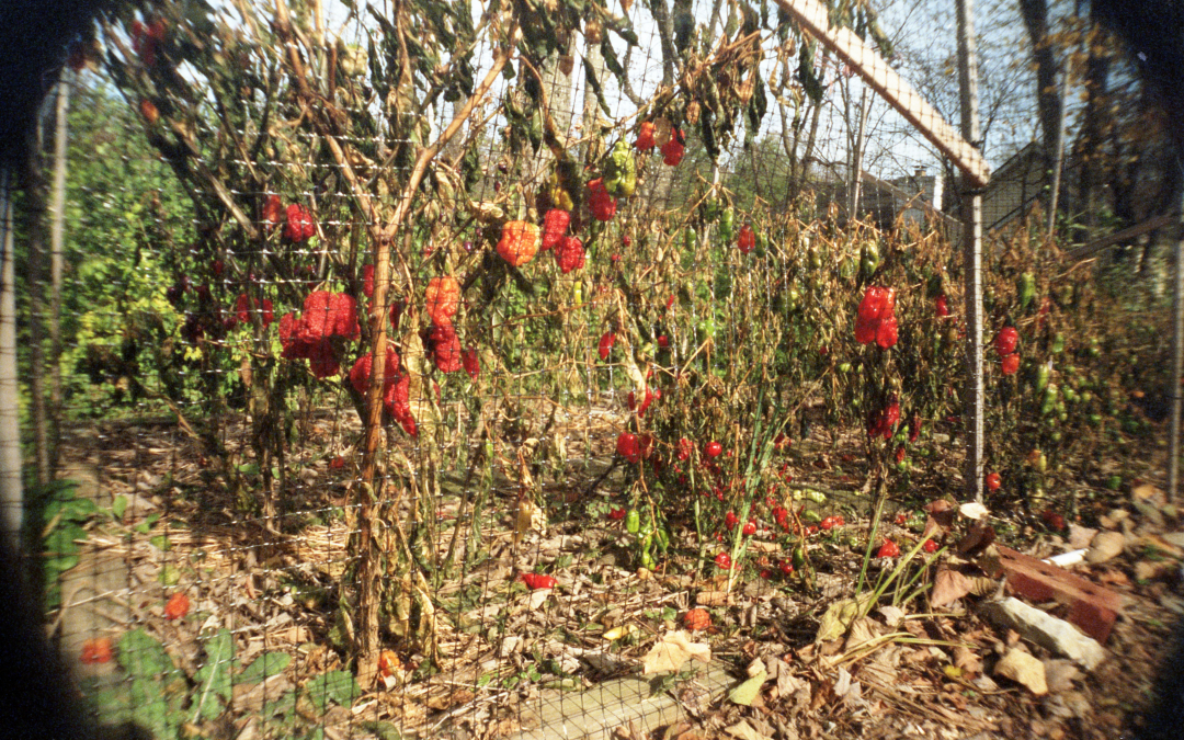 garden.jpg