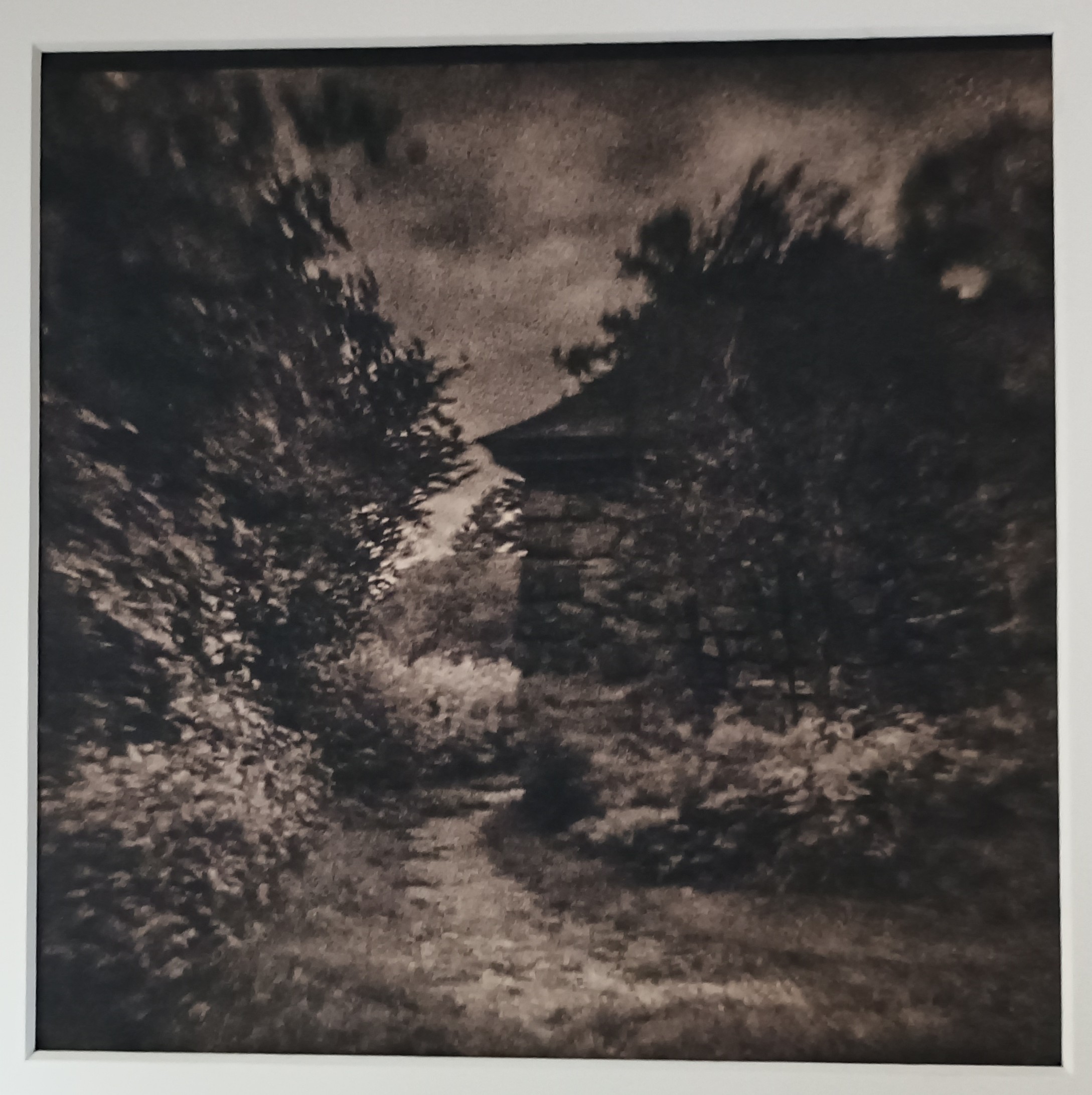 Garden Path, Harris Center (cyanotype toned with sumac on Fabriano Studio HP).jpg