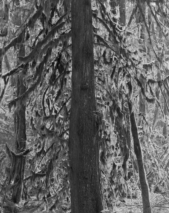 GE_Forest_2.jpg