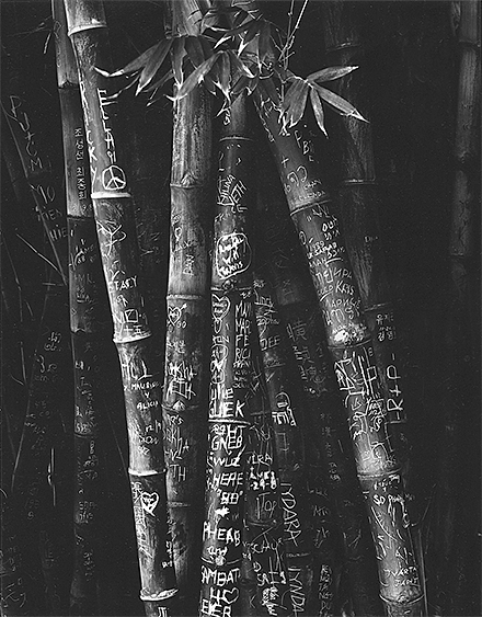 Graffittied Bamboo, LA.jpg