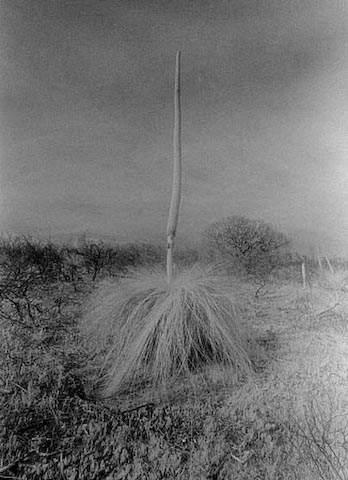 grasstree_orig.jpg