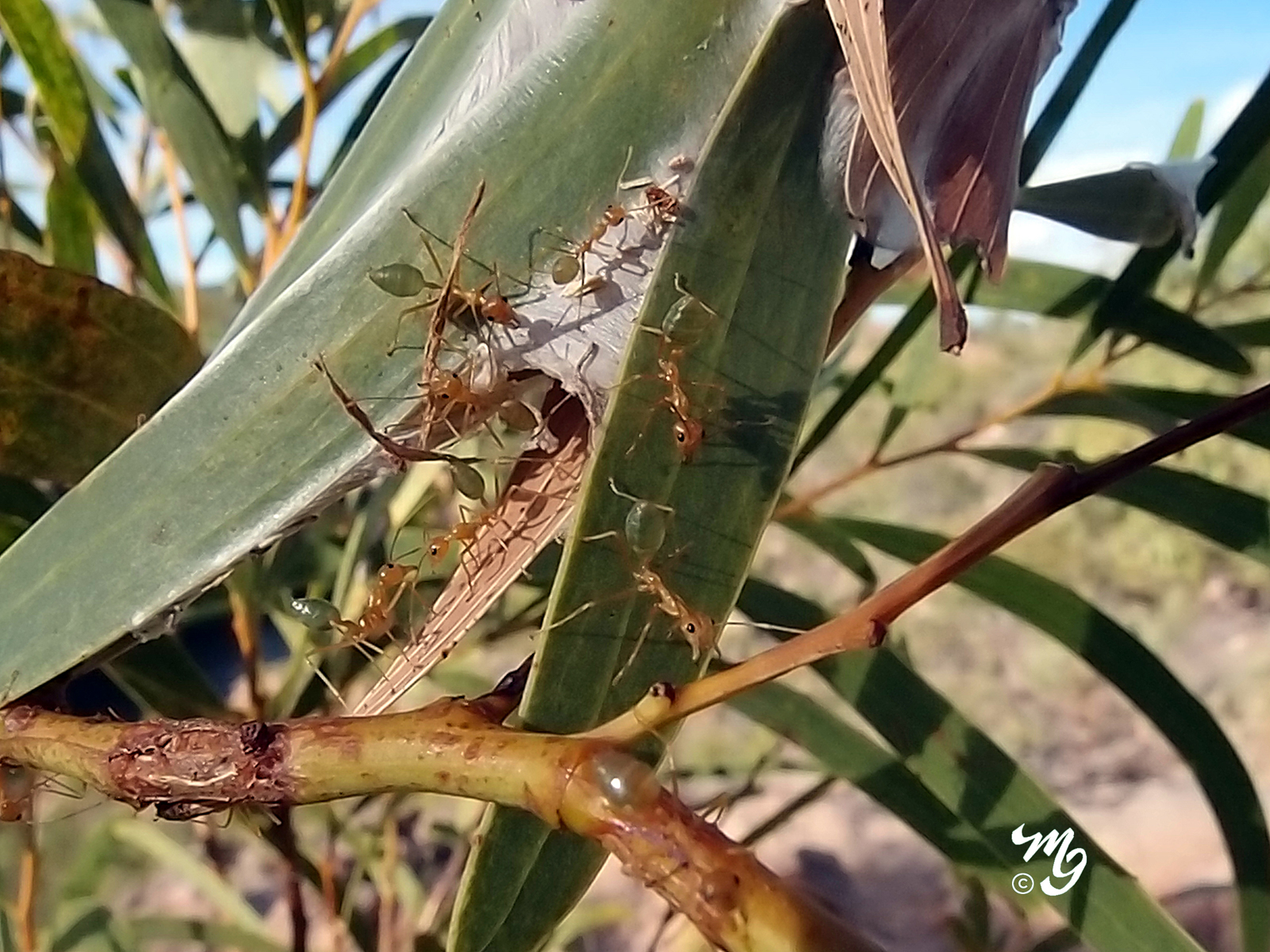 Green Ants NT.jpg